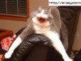 /album/juokingi-paveiks-/cute-cat-e-lay-co-nr-jpg/